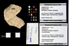 Foto (Objekt + Etikett) von Pithonoton sp.  (NHMW-GEO-1990-0041-3214)